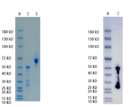 1. NRAS-6750HF <br />2. BSA